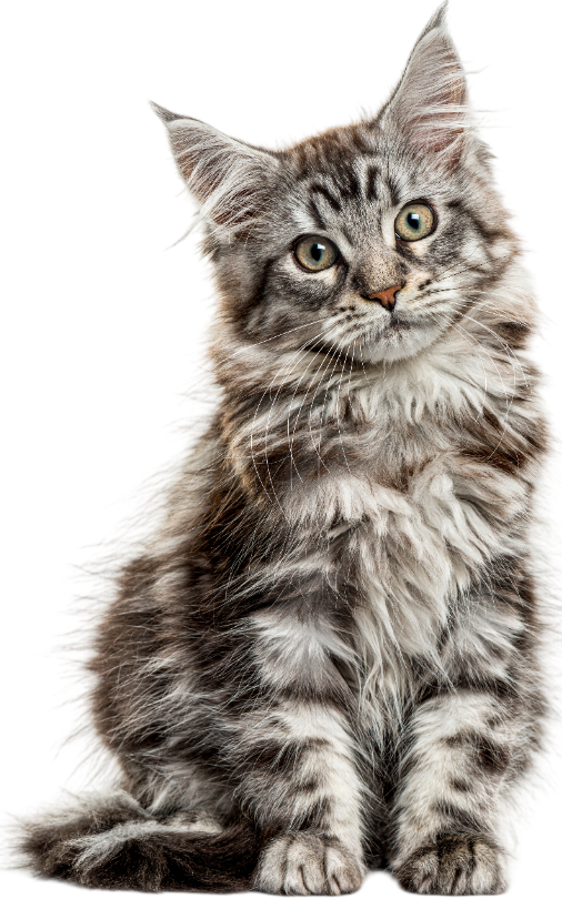 shutterstock_2569025271-Photoroom